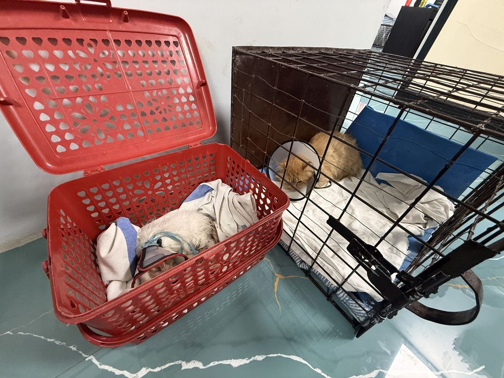 Pet receiving attentive aftercare at Hasku & Tails