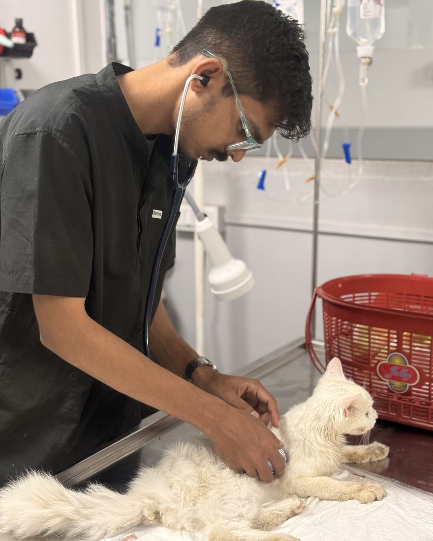 A Hasku & Tails vet gently examining a white cat